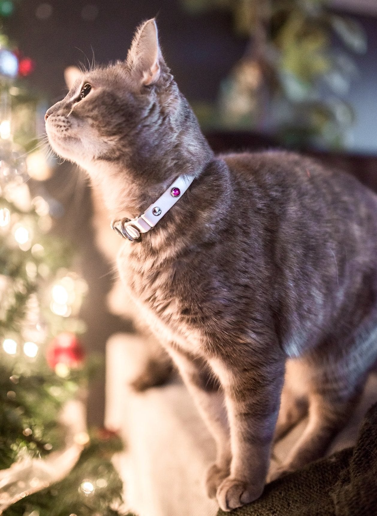 Cat perched on edge of couch looking at Christmas tree, wearing Lucy Collar