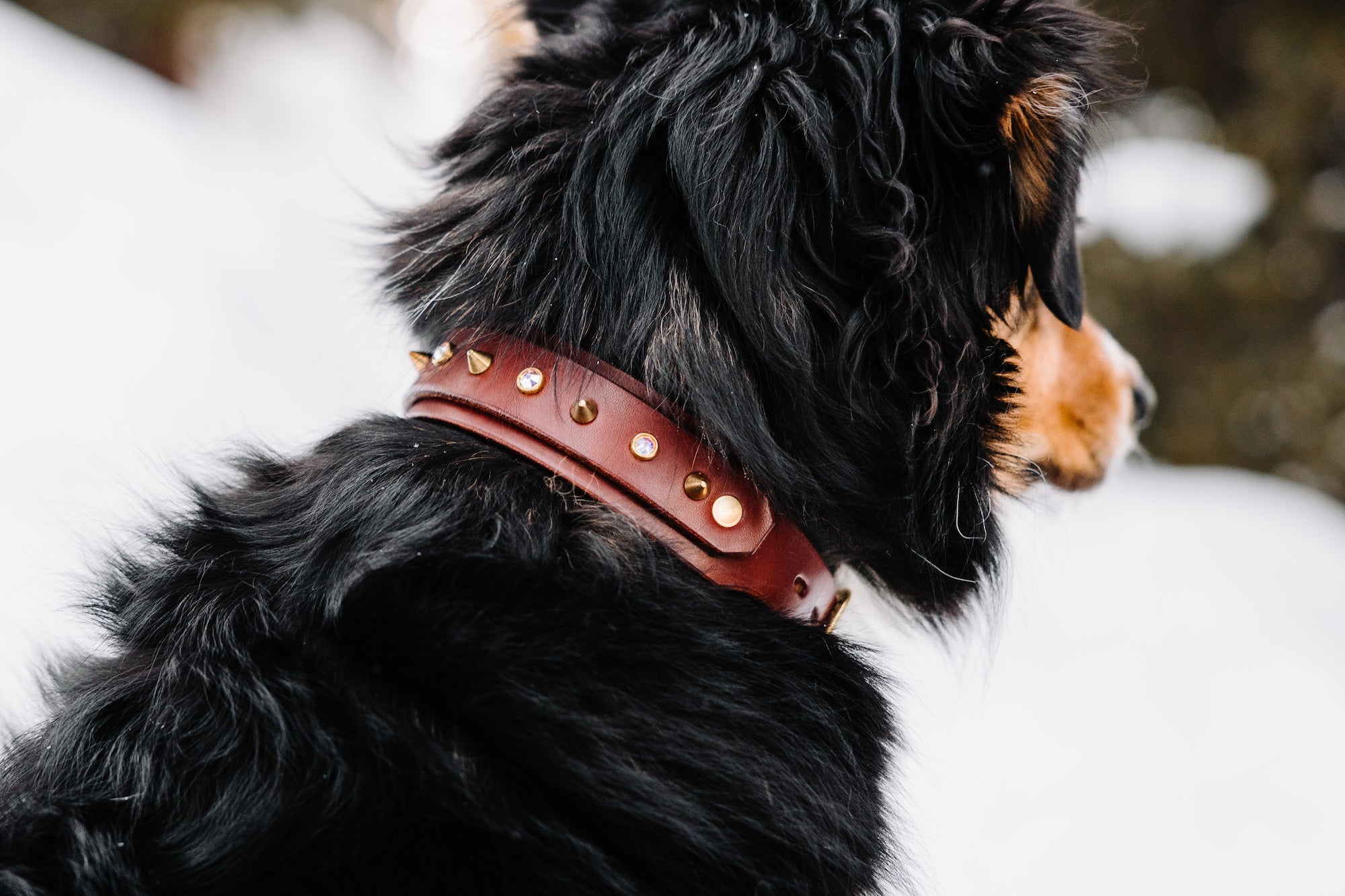 The 'Roses & Thorns' Leather Collar (1